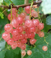 Rainbow Color Cape Gooseberry Seeds