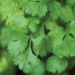 Cilantro (Coriander)