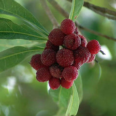 Myrica Rubra Seed Red Bayberry Sweet Healthy Juicy Fruit Great Taste Strawberry an Exciting New Addition