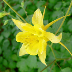 Columbine Seeds Aquilegia Seeds Bright Yellow Perennial Attract Butterflies　
