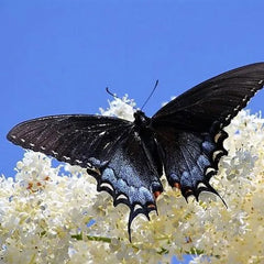 Mixed Colors Butterfly bush Buddleia Davidii Flower Shrub Seeds