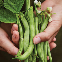 Bean, Bush, Stringless Green Pod