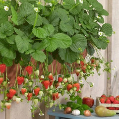 All-season Strawberry Seeds EverBloom Berries