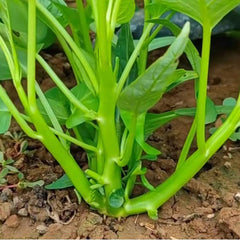 Kong Xin CAI Vegetable Seeds Water Spinach Kangkong Delicious Vegetable Seeds for Green Leaf Planting Garden Non-GMO Choy Ong Seed