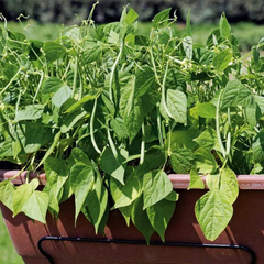 Container Bush Beans Mascotte