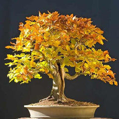 Bonsai Tree Trident Maple Seeds