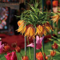 Fritillaria Crown Imperial Aurora