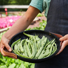 Bean, Early Bush Italian