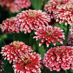 Hidden Dragon Zinnia Seeds