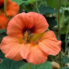 Tropaeolum Nasturtium Vesuvius Climbing, Vining, Flowering, Plants for Trellis, Fences, Arbors & More