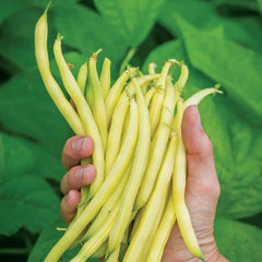 Bean, Bush, Gold Mine
