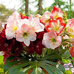 Amaryllis Flower Seeds