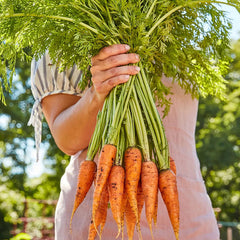 Carrot, Danvers 126