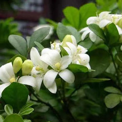 Aglaia Odorata Seeds
