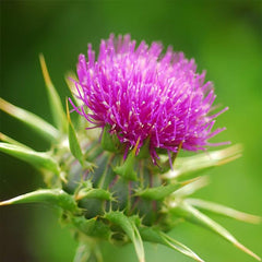 Biennial Milk Thistle Herb Seeds for Planting