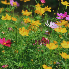 Monarch Butterfly Garden Seed Mixture