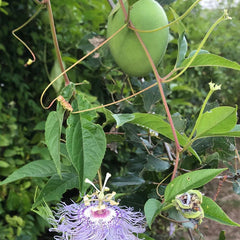 Purple Passionflower / Maypop