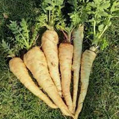 Parsnip Vegetable Seeds