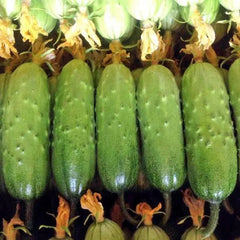 Crawling Cucumbers Seeds