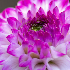 Dahlia Seeds with White Petals and Magenta Flower Edges