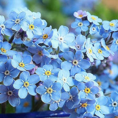 Forget Me Not Seeds for Ground Cover for Tulips and Other Seeds