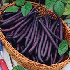 Bean Amethyst