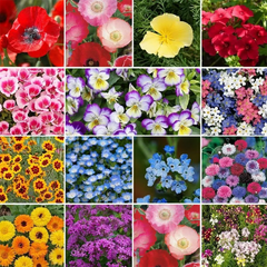 Mix Midwest Wildflower Seed