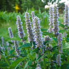 Korean Licorice Mint