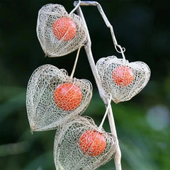 Lantern Cherry Seeds Winter Ground Cherry Strawberry Ground Cherry