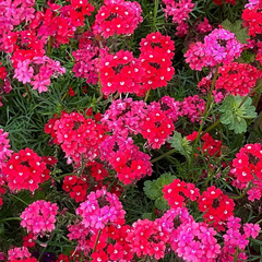 'Sweetheart Kisses' Moss Verbena Seeds