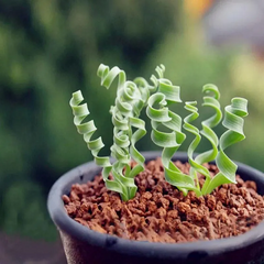 Egrow Sprial Grass Seeds Green Succulents Plants Garden DIY Bonsai Potted Flower Seeds