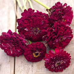 Giant Wine Zinnia Seeds