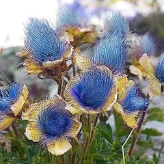 Blue Prairie Smoke Flower