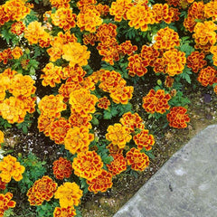 Annual Tagetes Patula Durango Flame French Marigold Garden Flower Seed for Planting