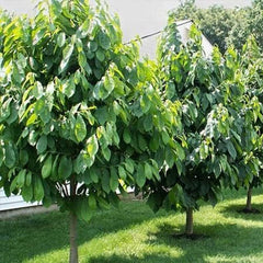 Paw paw Tree Seeds for Planting Edible Fruit Tree,  Fun and Easy to Grow Your Own Food, Exotic Pawpaw Tree Seeds