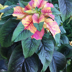 Amaranthus Tricolor Amaranth Summer Poinsettia