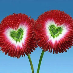 Aster Formula Mixed Colors - Flower Seeds