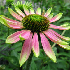 Green Twister Coneflower Seeds - Rare Pink & Lime Hardy Perennial Pollinator Flower