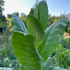 Shirazi Tobacco Seed