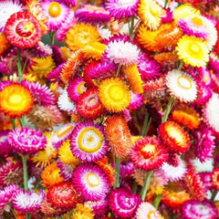 Mixed Strawflowers Helichrysum Flower Seeds-Everlasting Daisy