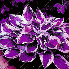 Mixed Hosta Garden Perennials Seeds