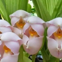 Swaddled Babies Orchid Seeds