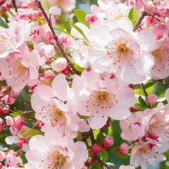 Begonia flowers Seeds