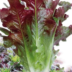 Coffee Leaf lettuce Seeds