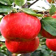 Red Delicious Apple - Malus pumila Tree Seeds