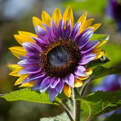 Purple Heart with Green Edges Sunflower