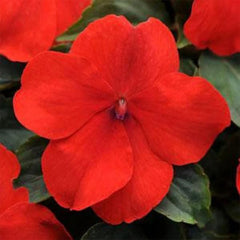 Impatiens Plant Baby Scarlet Flower Seeds for Planting