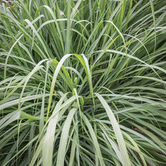 Herb, Lemongrass