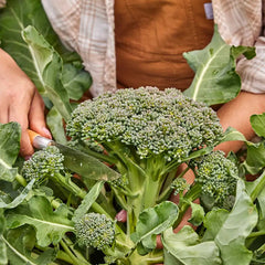Broccoli, Sun King Hybrid