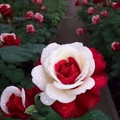Red Heart Twin Rose Seeds